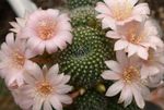 pink  Crown Cactus characteristics and Photo