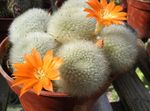 Indoor Plants Crown Cactus, Rebutia orange Photo, description and cultivation, growing and characteristics