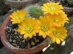 Indoor Plants Crown Cactus, Rebutia yellow Photo, description and cultivation, growing and characteristics