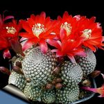 Indoor Plants Crown Cactus, Rebutia red Photo, description and cultivation, growing and characteristics