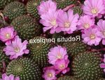 Indoor Plants Crown Cactus, Rebutia lilac Photo, description and cultivation, growing and characteristics