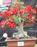 red Succulent Desert Rose characteristics and Photo