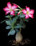 室内植物 沙漠玫瑰 肉质, Adenium 粉红色 照, 描述 和 养殖, 成长 和 特点