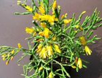 Indoor Plants Drunkards Dream wood cactus, Hatiora yellow Photo, description and cultivation, growing and characteristics