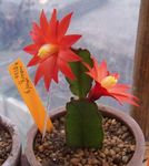 Indoor Plants Drunkards Dream wood cactus, Hatiora red Photo, description and cultivation, growing and characteristics