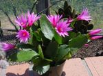 Indoor Plants Drunkards Dream wood cactus, Hatiora pink Photo, description and cultivation, growing and characteristics
