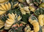 Indoor Plants Dutch Wings, Lawyers Tongue succulent, Gasteria pink Photo, description and cultivation, growing and characteristics