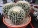 Indoor Plants Eagles Claw desert cactus, Echinocactus white Photo, description and cultivation, growing and characteristics
