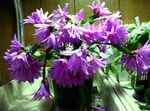 Indoor Plants Easter Cactus, Rhipsalidopsis lilac Photo, description and cultivation, growing and characteristics
