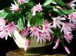 Indoor Plants Easter Cactus, Rhipsalidopsis pink Photo, description and cultivation, growing and characteristics