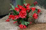 Indoor Plants Easter Cactus, Rhipsalidopsis red Photo, description and cultivation, growing and characteristics