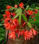 Indoor Plants Easter Cactus, Rhipsalidopsis orange Photo, description and cultivation, growing and characteristics