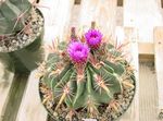 Indoor Plants Ferocactus pink Photo, description and cultivation, growing and characteristics