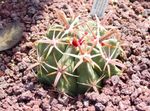 Indoor Plants Ferocactus red Photo, description and cultivation, growing and characteristics