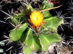 Indoor Plants Ferocactus yellow Photo, description and cultivation, growing and characteristics