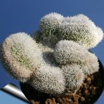 Indoor Plants Haageocereus desert cactus pink Photo, description and cultivation, growing and characteristics