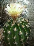 Vidinis augalai Hamatocactus dykuma kaktusas geltonas Nuotrauka, aprašymas ir auginimas, augantis ir charakteristikos