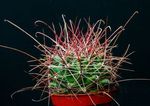 Indendørs Planter Hamatocactus ørken kaktus gul Foto, beskrivelse og dyrkning, voksende og egenskaber