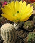 yellow  Hedgehog Cactus, Lace Cactus, Rainbow Cactus characteristics and Photo