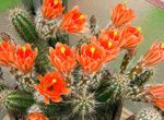 orange  Hedgehog Cactus, Lace Cactus, Rainbow Cactus characteristics and Photo