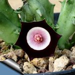claret Succulent Huernia characteristics and Photo