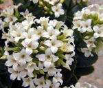 Topfpflanzen Kalanchoe sukkulenten weiß Foto, Beschreibung und Anbau, wächst und Merkmale