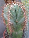 Vnútorné Rastliny Lemaireocereus pustý kaktus biely fotografie, popis a pestovanie, pestovanie a vlastnosti