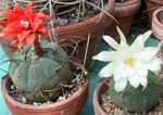 Topfpflanzen Matucana wüstenkaktus rot Foto, Beschreibung und Anbau, wächst und Merkmale