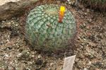 sárga Sivatagi Kaktusz Matucana jellemzők és fénykép