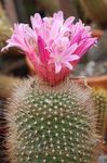 Szobanövények Matucana sivatagi kaktusz rózsaszín fénykép, leírás és termesztés, növekvő és jellemzők