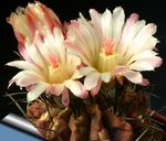 Krukväxter Neoporteria ödslig kaktus vit Fil, beskrivning och uppodling, odling och egenskaper