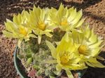 yellow  Old lady cactus, Mammillaria characteristics and Photo