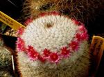 red  Old lady cactus, Mammillaria characteristics and Photo