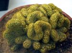 Indoor Plants Old lady cactus, Mammillaria yellow Photo, description and cultivation, growing and characteristics