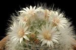 white  Old lady cactus, Mammillaria characteristics and Photo