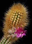 Εσωτερικά φυτά Oreocereus κάκτος της ερήμου ροζ φωτογραφία, περιγραφή και καλλιέργεια, φυτοκομεία και χαρακτηριστικά