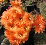 orange  Peanut Cactus characteristics and Photo