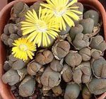 屋内植物 小石植物、生きている石 ジューシーな, Lithops 黄 フォト, 説明 と 栽培, 成長 と 特性