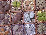  Kavicsos Növények, Élő Kő nedvdús, Lithops sárga fénykép, leírás és termesztés, növekvő és jellemzők