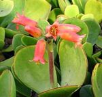 Krukväxter Gris Öra suckulenter, Cotyledon röd Fil, beskrivning och uppodling, odling och egenskaper