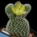 Indoor Plants Prickly Pear desert cactus, Opuntia yellow Photo, description and cultivation, growing and characteristics