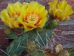 Indoor Plants Prickly Pear desert cactus, Opuntia yellow Photo, description and cultivation, growing and characteristics