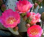 pink Desert Cactus Prickly Pear characteristics and Photo