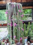 Indoor Plants Rat tail Cactus, Aporocactus pink Photo, description and cultivation, growing and characteristics