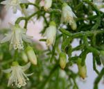 Indoor Plants Rhipsalis wood cactus white Photo, description and cultivation, growing and characteristics