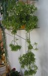 Indoor Plants Rhipsalis wood cactus white Photo, description and cultivation, growing and characteristics