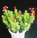 Topfpflanzen Rochea sukkulenten rot Foto, Beschreibung und Anbau, wächst und Merkmale