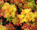yellow Succulent Sedum characteristics and Photo