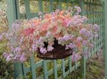 Εσωτερικά φυτά Sedum παχύφυτα ροζ φωτογραφία, περιγραφή και καλλιέργεια, φυτοκομεία και χαρακτηριστικά