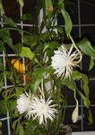 Εσωτερικά φυτά Λουράκι Κάκτος, Ορχιδέα Κάκτος, Epiphyllum λευκό φωτογραφία, περιγραφή και καλλιέργεια, φυτοκομεία και χαρακτηριστικά